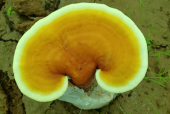 肝不好可以吃灵芝孢子粉吗？快点养养肝吧！