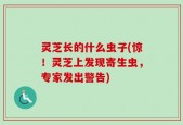 灵芝长的什么虫子(惊！灵芝上发现寄生虫，专家发出警告)