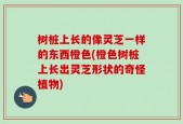 树桩上长的像灵芝一样的东西橙色(橙色树桩上长出灵芝形状的奇怪植物)