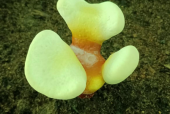 孕妇可以吃灵芝孢子粉吗?孕妇要注意了！