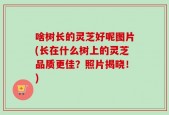 啥树长的灵芝好呢图片(长在什么树上的灵芝品质更佳？照片揭晓！)