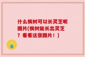 什么枫树可以长灵芝呢图片(枫树能长出灵芝？看看这张图片！)