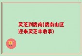 灵芝到陇南(陇南山区迎来灵芝丰收季)