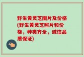 野生黄灵芝图片及价格(野生黄灵芝照片和价格，种类齐全，诚信品质保证)