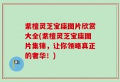 紫檀灵芝宝座图片欣赏大全(紫檀灵芝宝座图片集锦，让你领略真正的奢华！)