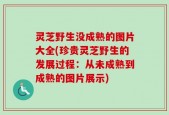 灵芝野生没成熟的图片大全(珍贵灵芝野生的发展过程：从未成熟到成熟的图片展示)