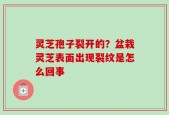 灵芝孢子裂开的？盆栽灵芝表面出现裂纹是怎么回事