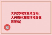 大兴安岭野生灵芝松(大兴安岭发现珍稀野生灵芝松)