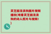 灵芝园流浪狗图片视频播放(观看灵芝园流浪狗的动人照片与视频！)