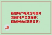 新疆特产有灵芝吗图片(新疆特产灵芝图鉴：探秘神秘的草原灵芝)