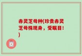赤灵芝母种(珍贵赤灵芝母株现身，受瞩目！)
