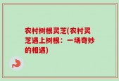 农村树根灵芝(农村灵芝遇上树根：一场奇妙的相遇)