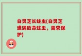 白灵芝长蛀虫(白灵芝遭遇致命蛀虫，需求保护)