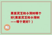 黑紫灵芝和小薄树哪个好(黑紫灵芝和小薄树——哪个更好？)