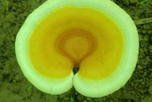 灵芝孢子粉对甲亢有效果吗？不看真是不知道！
