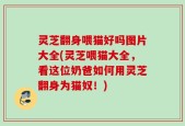 灵芝翻身喂猫好吗图片大全(灵芝喂猫大全，看这位奶爸如何用灵芝翻身为猫奴！)