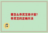 要怎么养灵芝孢子苗？养灵芝的正确方法