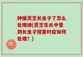种植灵芝长虫子了怎么处理掉(灵芝生长中受到长虫子侵害时应如何处理？)