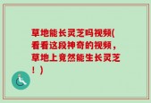 草地能长灵芝吗视频(看看这段神奇的视频，草地上竟然能生长灵芝！)