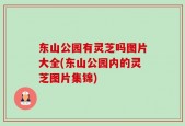 东山公园有灵芝吗图片大全(东山公园内的灵芝图片集锦)