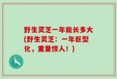 野生灵芝一年能长多大(野生灵芝：一年巨型化，重量惊人！)