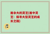 雨伞大的灵芝(雨中灵芝：探寻大型灵芝的成长之路)