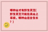 哪种山才有野生灵芝(野生灵芝只能在高山上采摘，哪种山适合生长？)