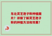 东北灵芝孢子粉种植图片？详细了解灵芝孢子粉的种植方法和效果？