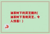 油茶树下的灵芝图片(油茶树下发现灵芝，令人惊喜！)