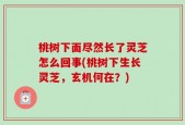 桃树下面尽然长了灵芝怎么回事(桃树下生长灵芝，玄机何在？)