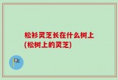 松衫灵芝长在什么树上(松树上的灵芝)