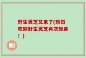 野生灵芝又来了(热烈欢迎野生灵芝再次现身！)