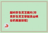 越岭野生灵芝图片(珍贵野生灵芝穿越高山峡谷的美丽旅程)