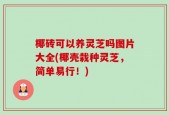 椰砖可以养灵芝吗图片大全(椰壳栽种灵芝，简单易行！)