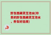 野生西藏灵芝泡水(珍贵的野生西藏灵芝泡水，养生好选择)