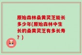 原始森林桑黄灵芝能长多少年(原始森林中生长的桑黄灵芝有多长寿？)