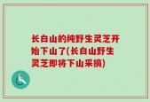 长白山的纯野生灵芝开始下山了(长白山野生灵芝即将下山采摘)