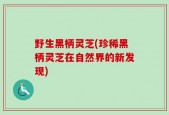 野生黑柄灵芝(珍稀黑柄灵芝在自然界的新发现)
