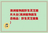 澳洲植物园野生灵芝图片大全(澳洲植物园生态精品：野生灵芝图集)