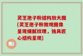灵芝孢子粉结构放大图(灵芝孢子粉微观图像呈现细腻纹理，独具匠心结构呈现)