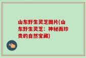 山东野生灵芝图片(山东野生灵芝：神秘而珍贵的自然宝藏)