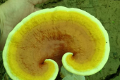 灵芝孢子粉长期吃的害处你都知道哪些？