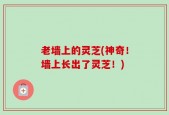 老墙上的灵芝(神奇！墙上长出了灵芝！)