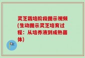 灵芝栽培阶段图示视频(生动图示灵芝培育过程：从培养液到成熟菌体)