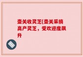 壶关收灵芝(壶关采摘高产灵芝，受欢迎度飙升