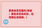 黑色肉灵芝图片(惊艳！黑色灵芝纯天然，功效堪比青钱柳。)