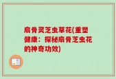 扇骨灵芝虫草花(重塑健康：探秘扇骨芝虫花的神奇功效)
