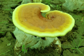 灵芝孢子粉的功效与作用及禁忌，没搞清楚别瞎吃！