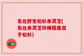 东北野生松杉赤灵芝(东北赤灵芝珍稀程度高于松杉)