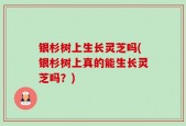 银杉树上生长灵芝吗(银杉树上真的能生长灵芝吗？)